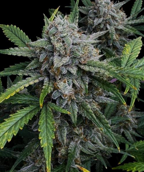 Cookies Apple Og F1 auto. Week 13