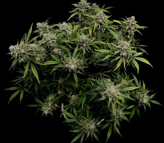 Cookies Apple Og F1 auto. Week 13