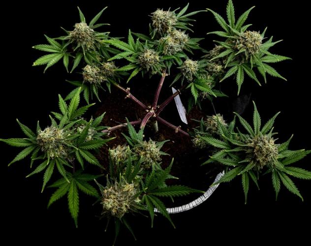 Divine Rapier Auto #3. Week 12