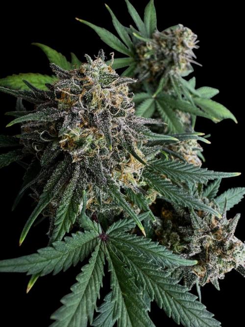 Divine Rapier Auto #3. Week 12