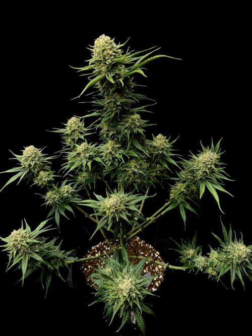 Pablo Escobar Auto. Week 12