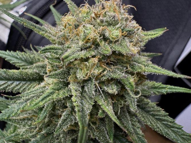 Pablo Escobar Auto. Week 12