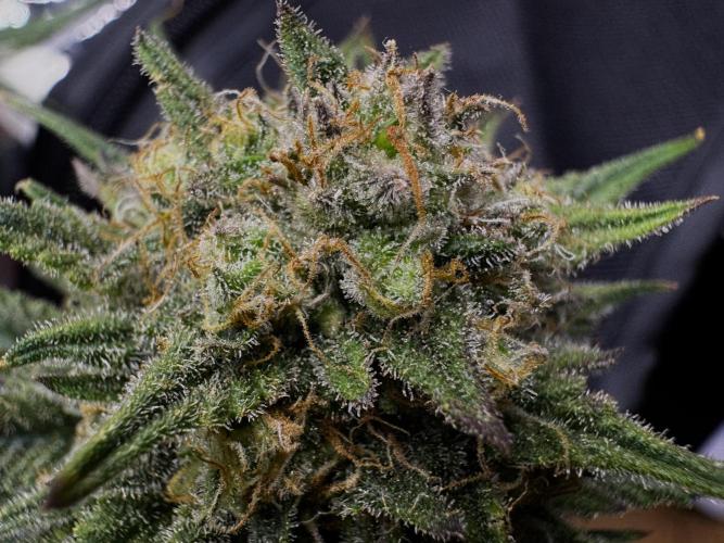 Pablo Escobar Auto. Week 12