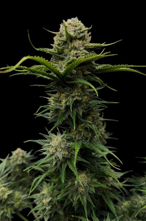 Pablo Escobar Auto. Week 12