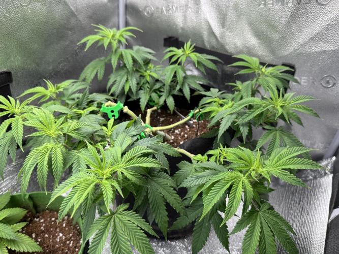 Animal Face. Week 10