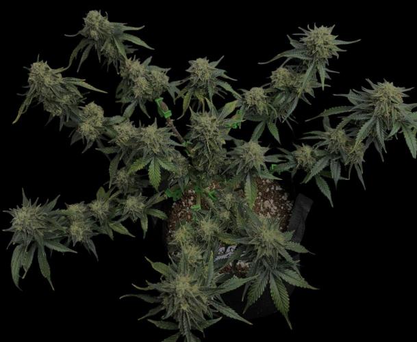 Auto Opiom #2. Week 11