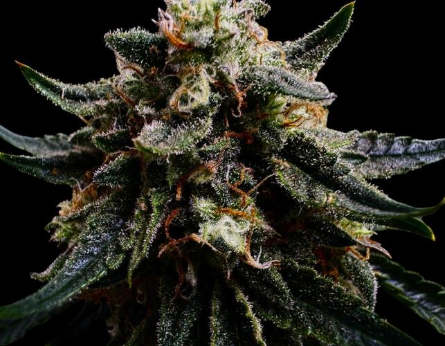 Auto Opiom #2. Week 11