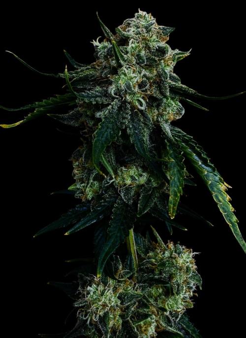 Auto Opiom #2. Week 11