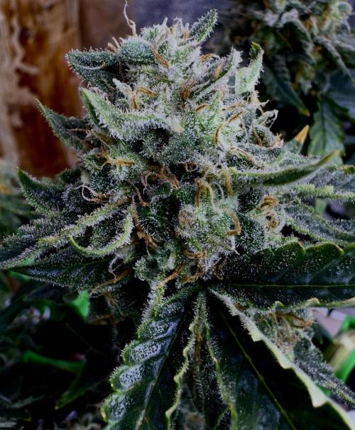 Auto Opiom #2. Week 11