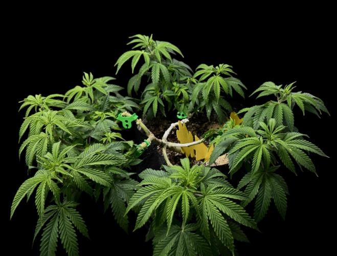 Animal Face. Week 11