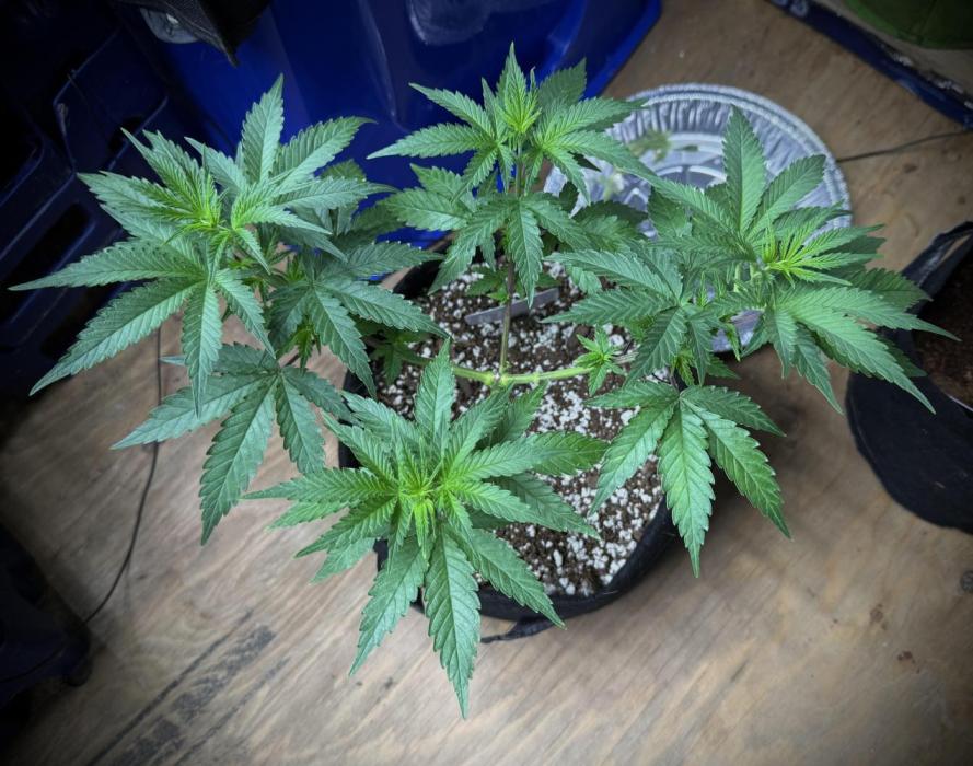 Divine Og Kush Bio. Week 8