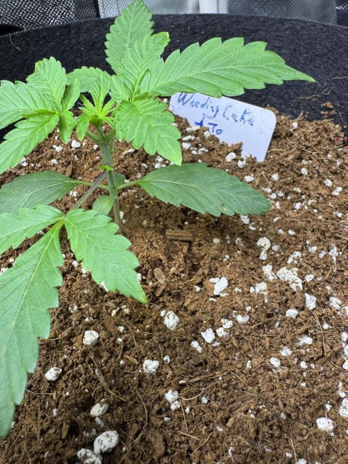 Wedding cake auto. Week 4