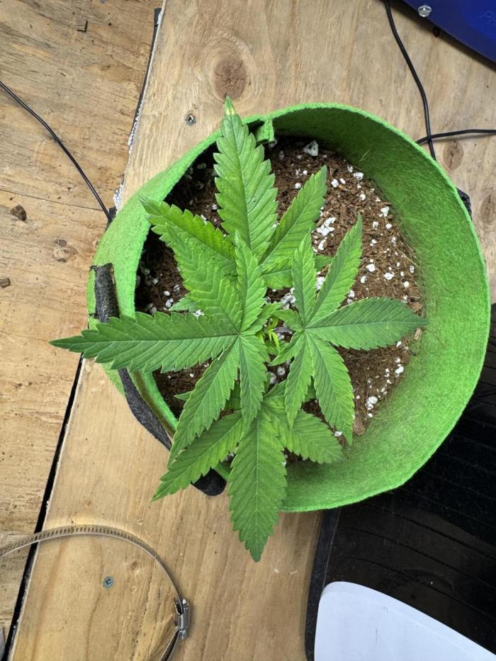 Divine Rapier. Week 5