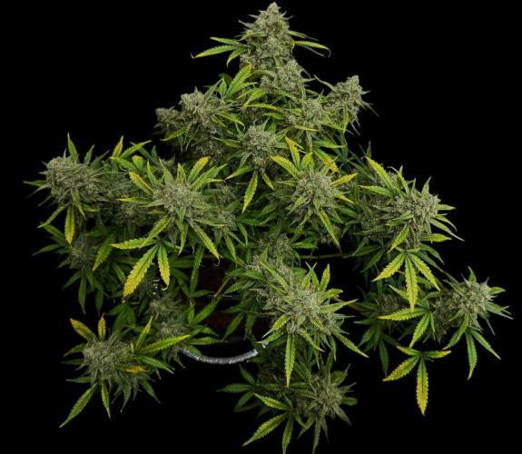 Cookies Apple Og F1 auto. Week 13