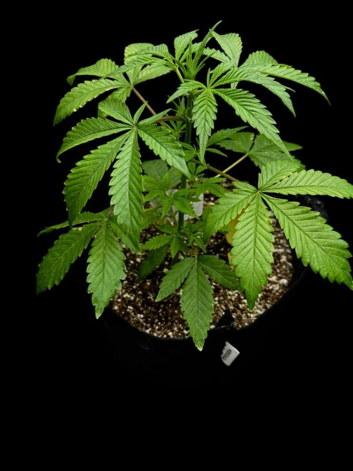 Opiom auto #4. Week 5