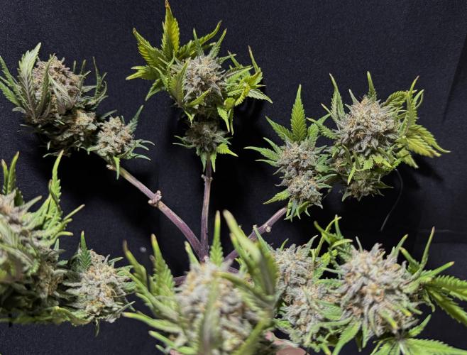 Divine Rapier Auto #3. Week 13