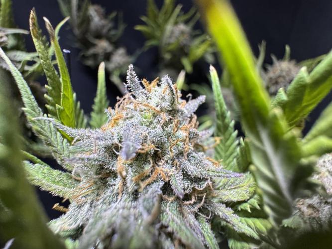 Divine Rapier Auto #3. Week 13