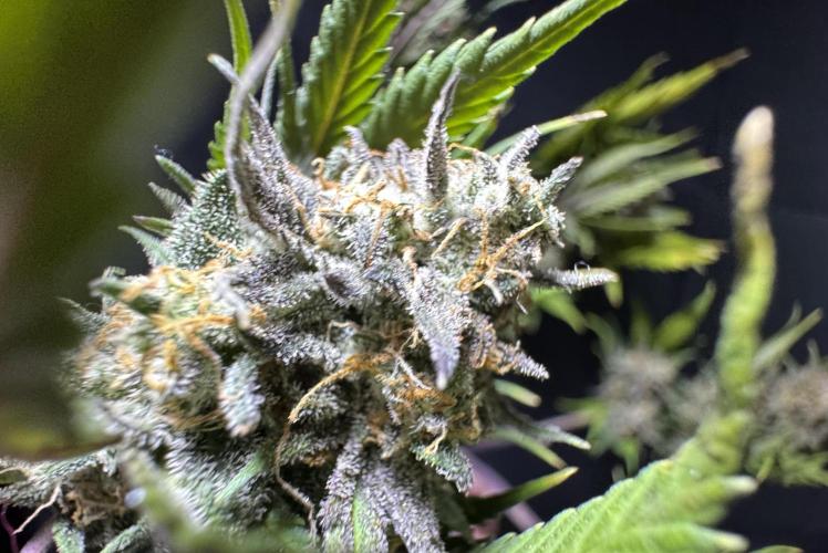 Divine Rapier Auto #3. Week 13