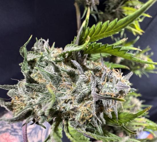 Divine Rapier Auto #3. Week 13