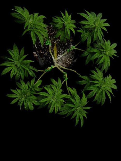 Animal Face. Week 11