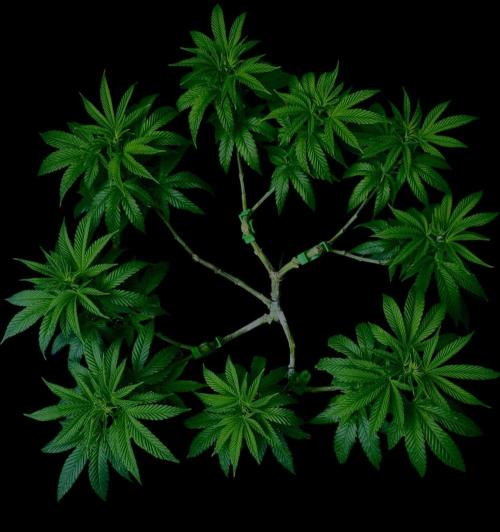 Animal Face. Week 11