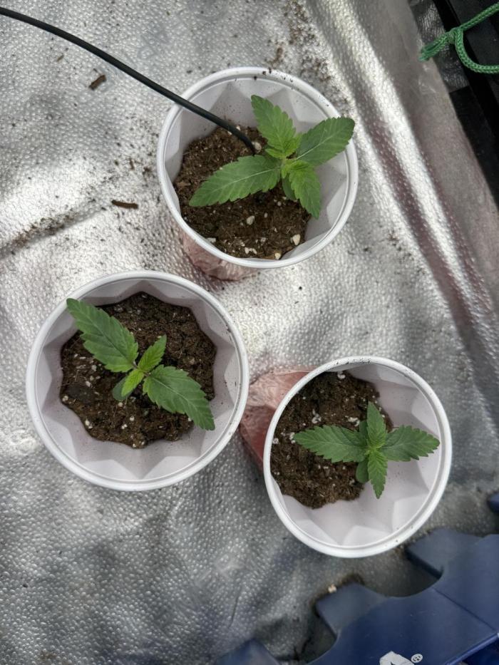 Gorilla Runtz. Week 2