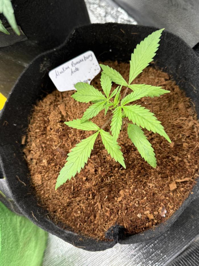 Alaskan bananaberry. Week 4