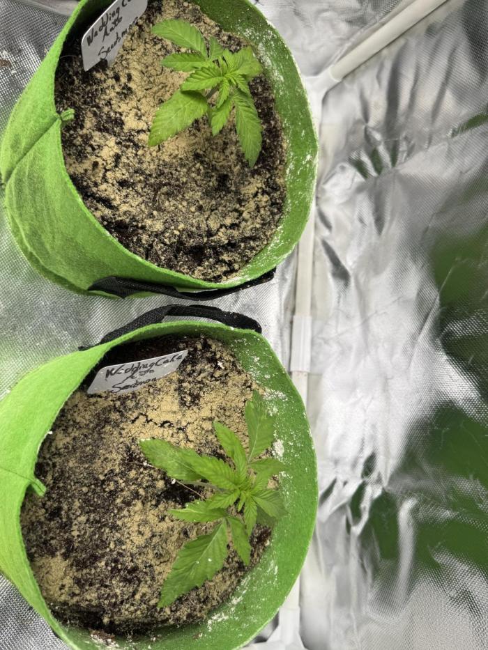 Wedding cake auto. Week 3