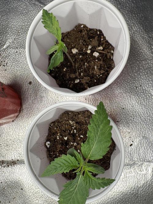 Cherry Punch F1. Week 2