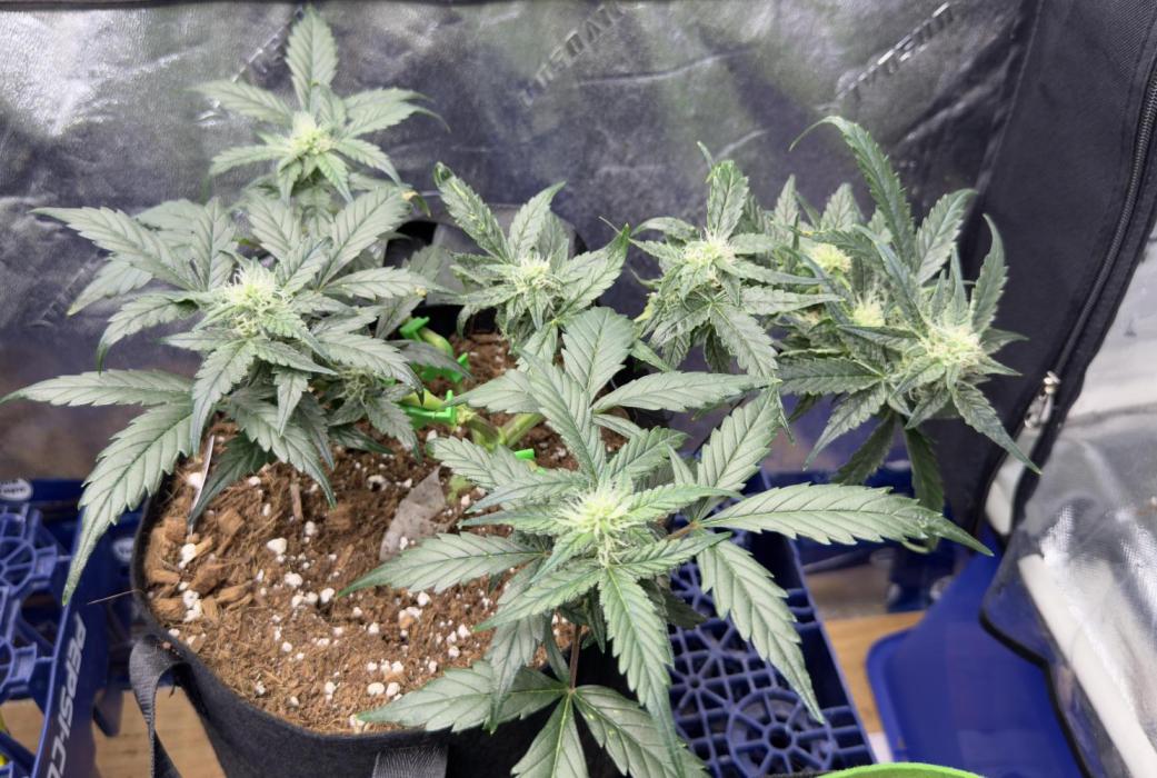 Opiom Auto #3. Week 7