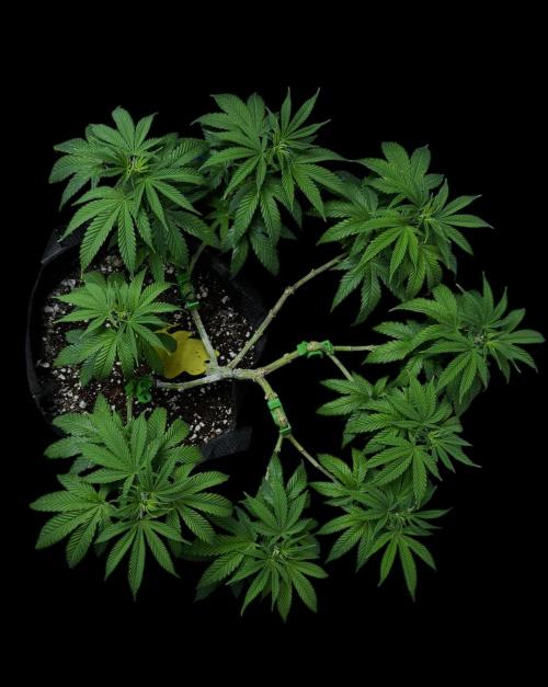 Animal Face. Week 11