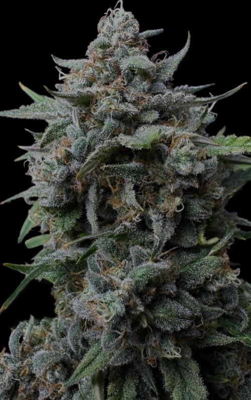 Cookies Apple Og F1 auto. Week 14