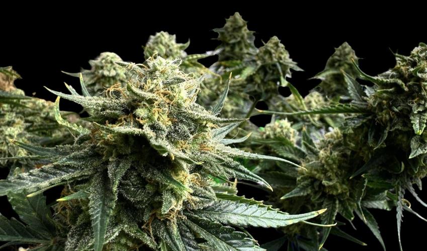 Auto Opiom #2. Week 11