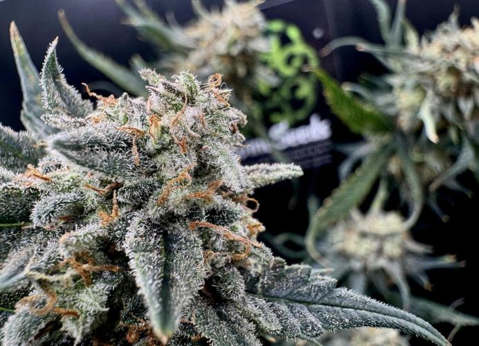 Auto Opiom #2. Week 12