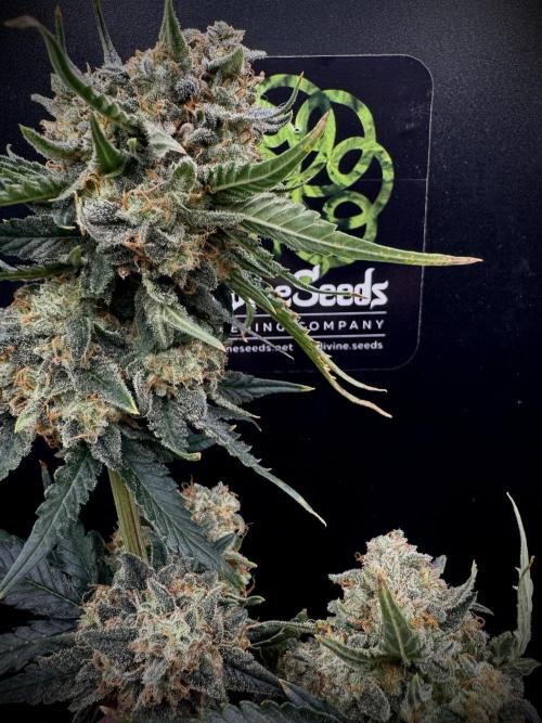 Auto Opiom #2. Week 12