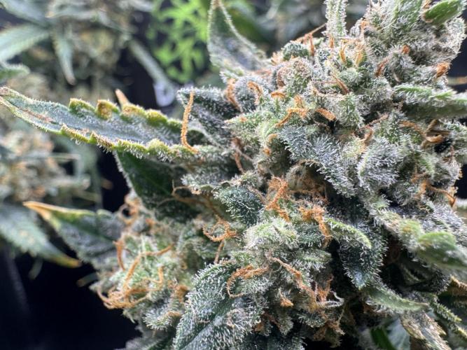 Auto Opiom #2. Week 12