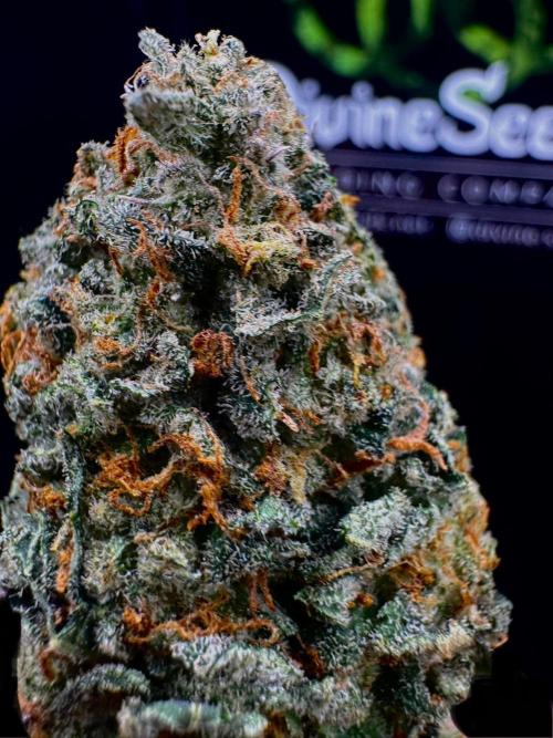 Auto Opiom #2. Week 12