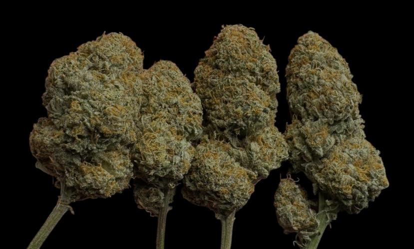 Pablo Escobar Auto. Week 13