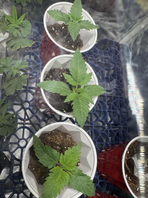 Gorilla Runtz. Week 2