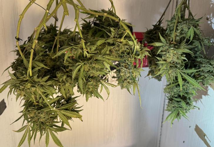 Cookies Apple Og F1 auto. Week 15