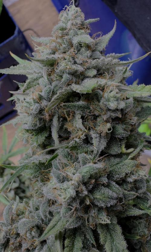 Cookies Apple Og F1 auto. Week 15