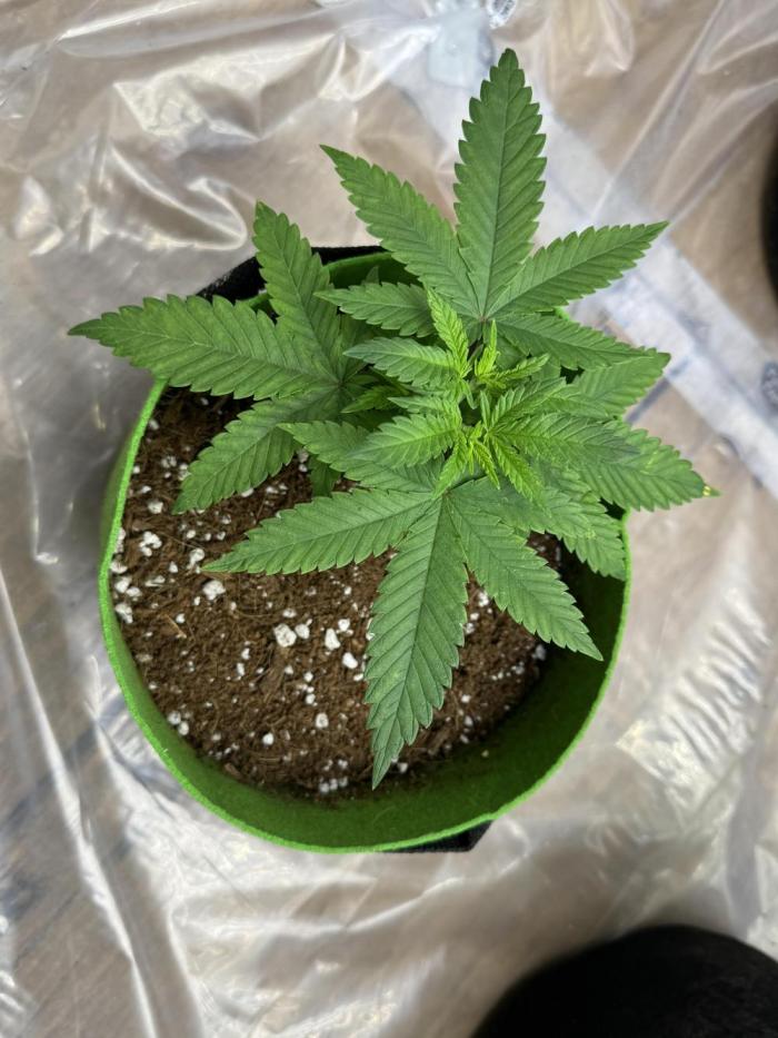 Divine Rapier. Week 6