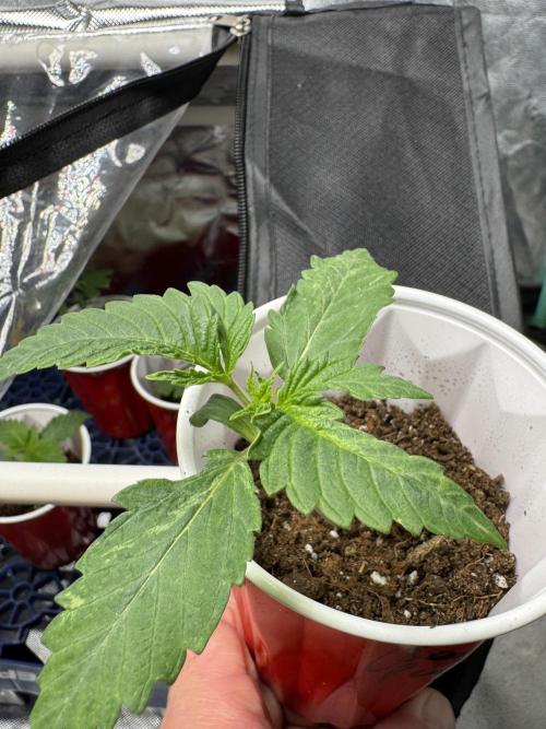 Cherry Punch F1. Week 2