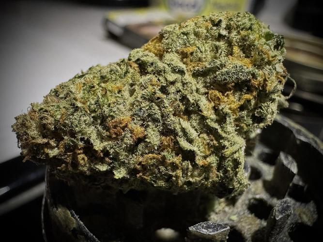 Pablo Escobar Auto. Week 13