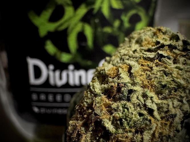 Pablo Escobar Auto. Week 13