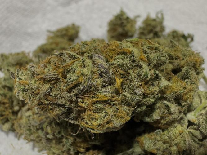 Divine Rapier Auto #3. Week 13