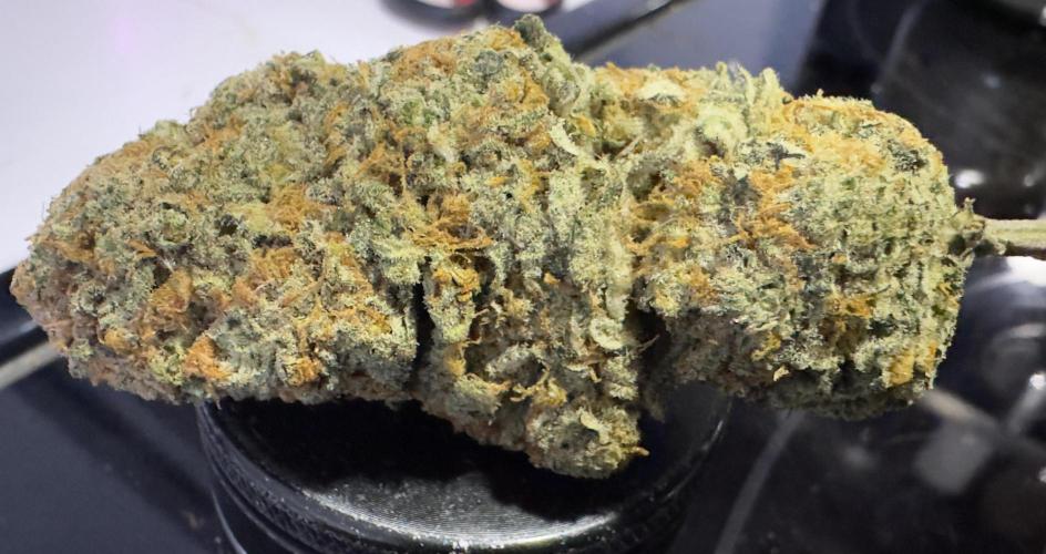 Pablo Escobar Auto. Week 13