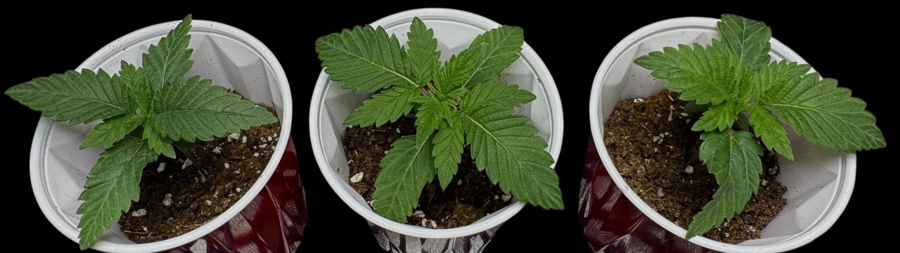 Gorilla Runtz. Week 2