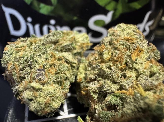 Divine Rapier Auto #3. Week 13