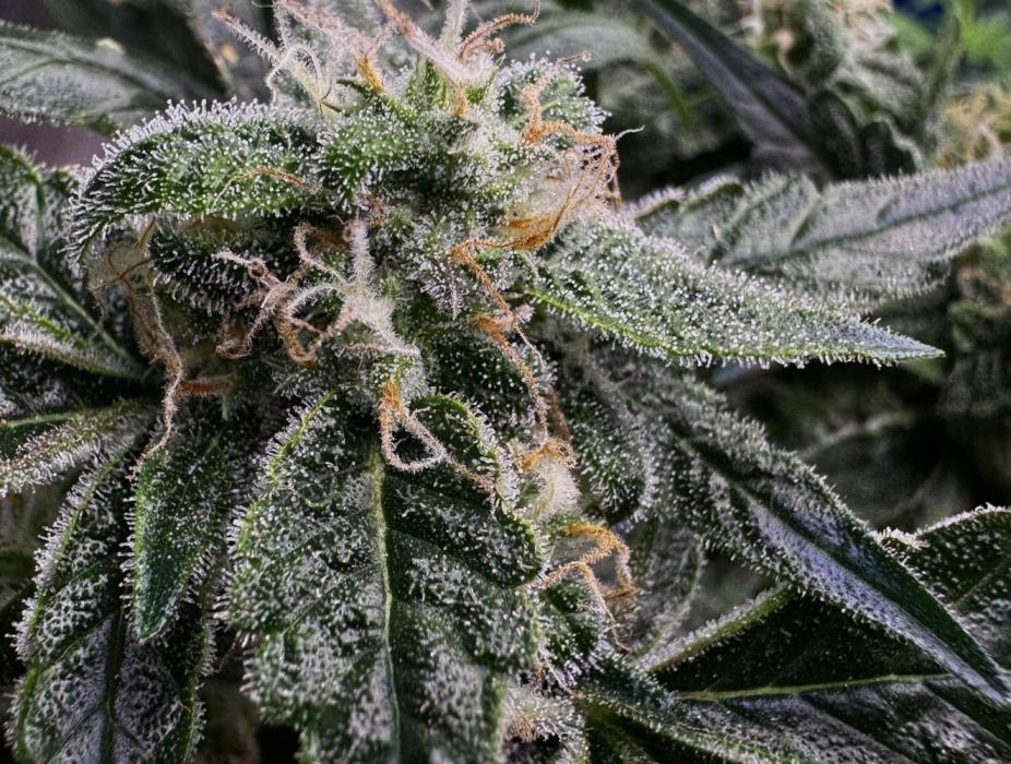 Opiom Auto #3. Week 8